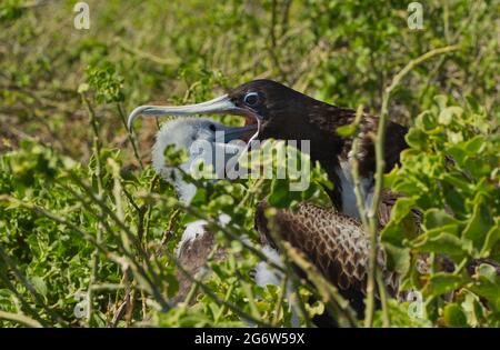 Magnificent Fregate Bird (Fregata magnificens) Weibchen füttern Küken Stockfoto