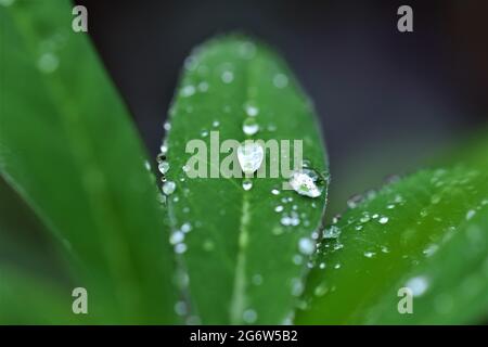 Wassertropfen auf einem Lupinenblatt als Nahaufnahme Stockfoto