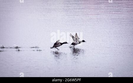 Ein paar kleinere Scaups fliegen und hinterlassen Spritzer in ihrem Kielwasser. Stockfoto