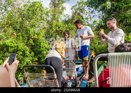YACUMA, BOLIVIEN - 4. MAI 2015: Touristen spielen mit Eichhörnchen-Affen während einer Bootsfahrt auf dem Yacuma-Fluss, Bolivien Stockfoto