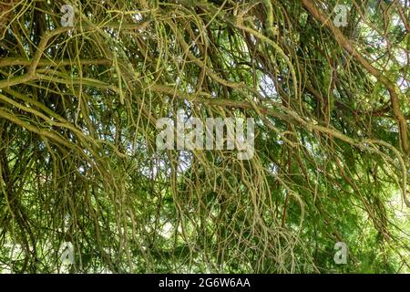 Metasequoia, die Sumpfzypresse, die in der Nähe eines Flusses wächst. Aufgenommen im Herbst, Hampshire, England. Stockfoto