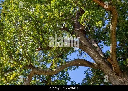 Oak Leaf Canopy, aufgenommen in der Parklandschaft in Hampshire, England, im frühen Herbstsonnenschein. Stockfoto