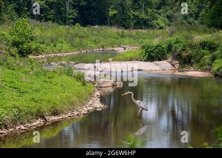 Ein großer blauer Reiher watet durch einen flachen Bach und sucht nach einer Mahlzeit. Stockfoto