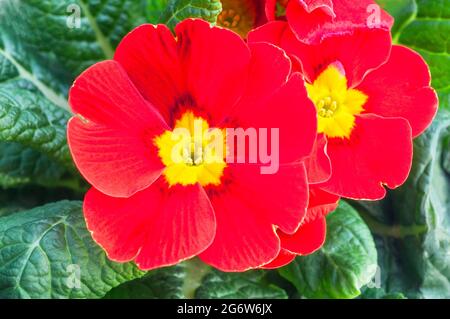 Nahaufnahme von primula vulgaris Ringostar mit roter Sorte Dies ist eine halbimmergrüne winterharte Staude, die im späten Winter und frühen Frühjahr blüht Stockfoto