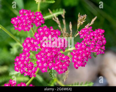 Gemeine Schafgarbe, Achillea millefolium 'cerise Queen', einheimische Pflanze mit cerisrosa Blüten im Garten, Niederlande Stockfoto