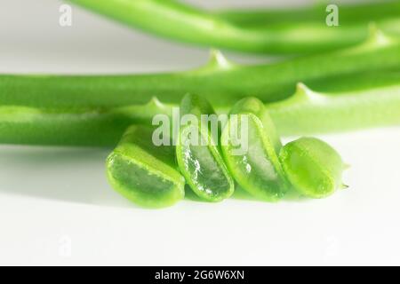 Aloe Vera frische, nasse Blätter und Scheiben auf weißem Hintergrund Stockfoto