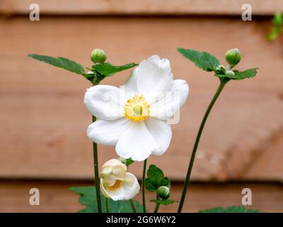 Japanische Anemone, Anemone 'Honorine Jobert', weiße Blüten mit gelbem Herzen im Herbst, Niederlande Stockfoto