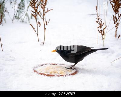 Blackbird, Turdus merula, Männchen füttert Erdnussbutter für Vögel im Winter im Schnee, Niederlande Stockfoto