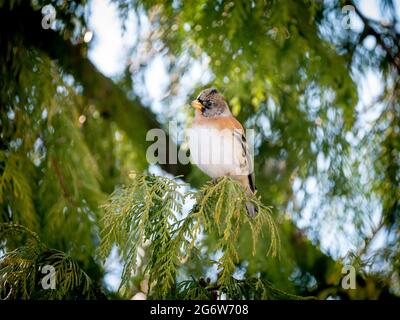 Brambling, Fringilla montifringilla, Porträt eines männlichen Barschens auf einem Zweig der Kiefer im Winter, Niederlande Stockfoto