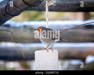 Robin, Erithacus rubecula, Fütterung von Fettfutter im Garten im Winter, Niederlande Stockfoto