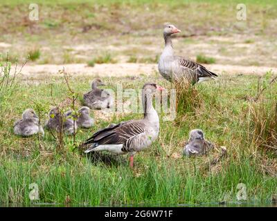 Graugans, Anser anser, Familie, Männchen und Weibchen mit jungen Gänsen im Frühjahr, Niederlande Stockfoto