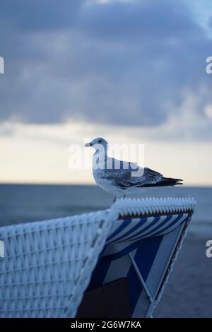 Junge europäische Heringsmöwe auf einem Strandkorb am Strand von Warnemünde Stockfoto
