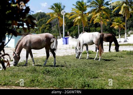 salvador, bahia, brasilien - 24. juli 2018: Im Parque Abaeté in der Stadt Salvador werden im Gras lose Pferde gesehen. *** Ortsüberschrift *** Stockfoto