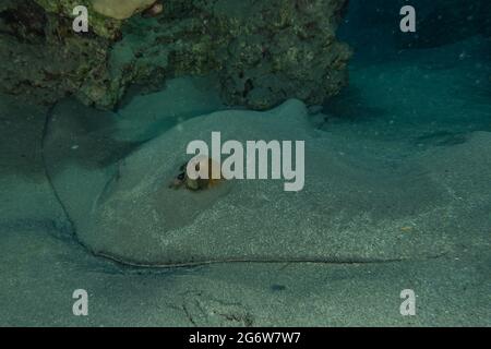 Rochen schwimmen in Eilat Israel Stockfoto