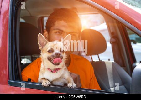 Chihuahua Hund sitzt im Auto mit seinem Besitzer bei Sonnenuntergang im Sommer Stockfoto