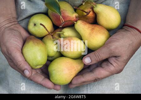Eine kurze Frau, die eine Schürze in den Händen hält, mit leckeren saftigen reifen Birnen. Draufsicht, Kopierbereich Stockfoto