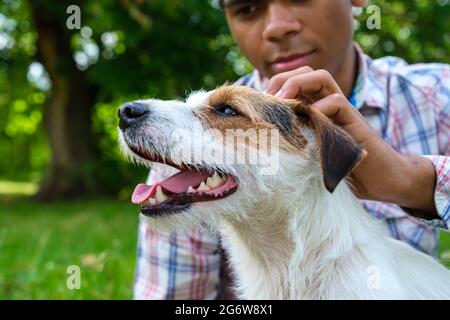 Afroamerikanischer Mann spielt mit seinem Jack Russell Terrier und streichelte Nahaufnahme Stockfoto