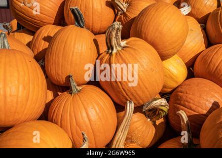 Pumpins zum Verkauf auf dem lokalen Bauernmarkt bereit für Halloween und Thanksgiving Dekorationen gepflückt zu werden Stockfoto