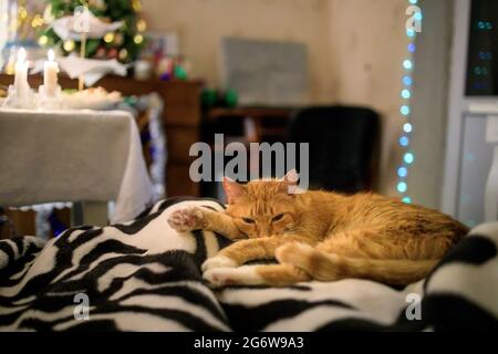 Eine flauschige Ingwerkatze schläft auf einer Bettdecke vor dem Hintergrund eines weihnachtsbaums und eines festlichen Tisches. Stockfoto
