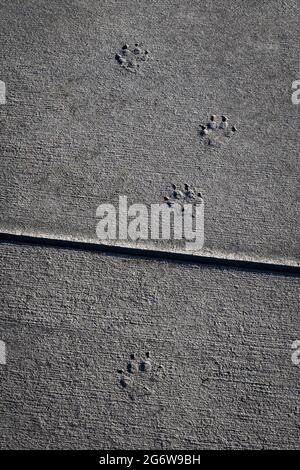 Das morgendliche Sidelight verbessert die Tierspuren auf dem Betonsteig, der beim Passieren von nassem Zement, Castle Rock, Colorado, USA, gemacht wurde. Foto aufgenommen im November. Stockfoto