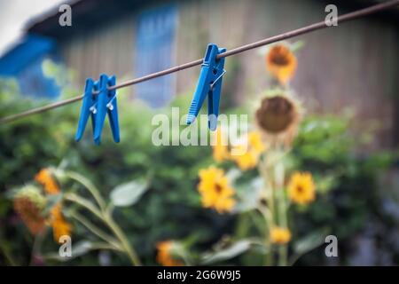Blaue Plastikkleidernadeln an einem Seil vor dem Hintergrund eines alten Hauses und Sonnenblumenblumen. Selektiver Fokus Stockfoto