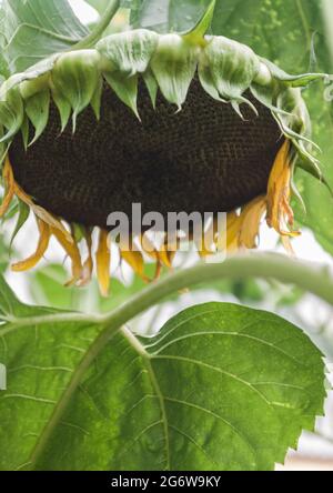 Reife Sonnenblumenpflanze, Blütenkopf aus der Nähe mit Samen Stockfoto