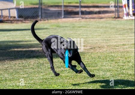 Der schwarze Labrador Retriever wird sich beim Spielen im Gras eine Disc schnappen Stockfoto