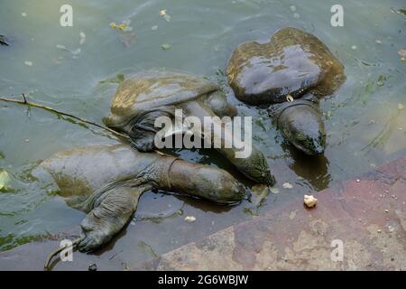 Indien Agra - Chelydra serpentina - Gemeinsame Schnappschildkröte Yamuna River Stockfoto