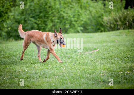 Bild eines belgischen Schäferhundes, eines malinois, der den Ball holt und in einem Park läuft. Stockfoto