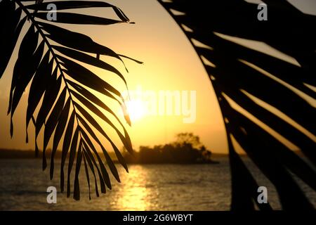 Guatemala Flores - Flores Island - Isla de Flores - Palmenzweig in der Nähe Sonnenuntergang Stockfoto