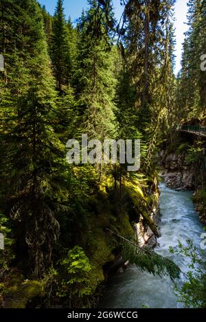 Bäume entlang des Johnston Canyon im Banff Nationalpark Stockfoto