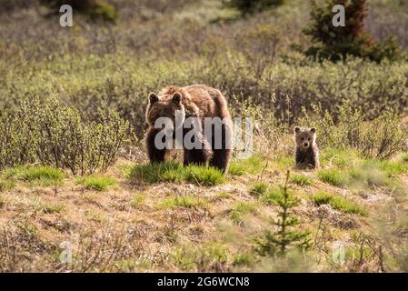 Grizzly-Bär und ihr Junge im Jasper-Nationalpark, Kanada Stockfoto
