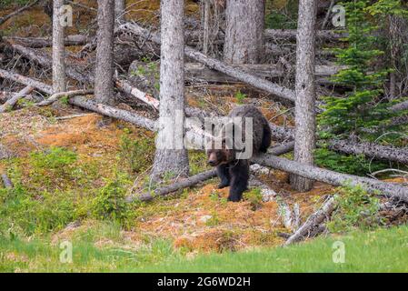 Grizzly-Bär, der in der Nähe von Jasper aus dem Wald spazierengeht Stockfoto