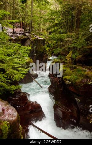 Roter Canyon des Avalanche Creek entlang des Cedars Trail Stockfoto