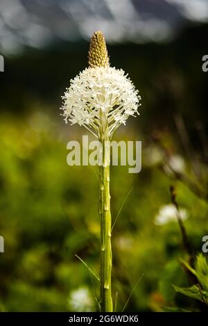Beargrass Blume im Gletscher Nationalpark Stockfoto