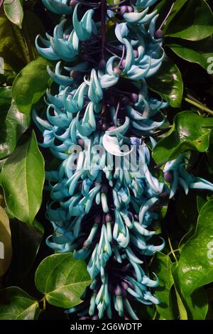 Blumen der Jadeweinrebe (Strongylodon macrobotrys), Flecker Botanic Gardens, Edge Hill, Cairns, Queensland, Australien Stockfoto