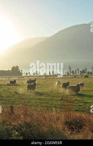 NEUSEELAND. SÜDINSEL. QUEENSTOWN. MERINOS SCHAFE IN DER FRÜHEN MORGENSONNE IN DER NÄHE VON QUEENSTOWN. Stockfoto