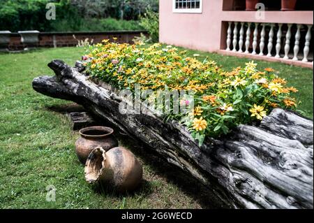 Schönes buntes Blumenbeet vor einem Haus, in einem Baumstamm in einem Garten mit einigen alten Tontöpfen als Verzierungen angeordnet. Stockfoto