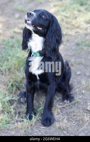 3-jähriger schwarzer Rüde mit weißen Markierungen amerikanischer Cocker Spaniel. Hundepark an der Leine in Nordkalifornien. Stockfoto