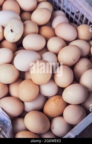 Hühnereier auf Eimer, Eier für die Gesundheit Stockfoto