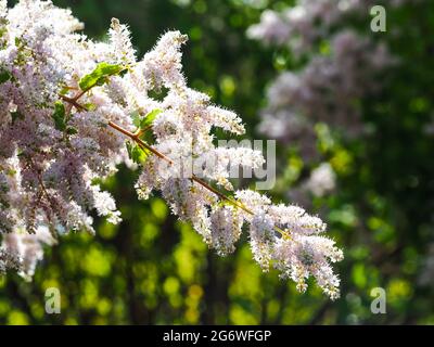 Blumen, spektakuläre, blühende, lila Pastellblüten, Misty oder River Plume Bush im Wintersonnenlicht, verschwommenes grünes Laub, australischer Küstengarten Stockfoto