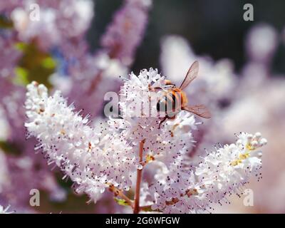 Bienen und Blumen. Makro einer vielbeschäftigten Biene, die sich bestäubt und Nektar von einem Misty oder River Plume Bush sucht, subtropischer australischer Küstengarten Stockfoto