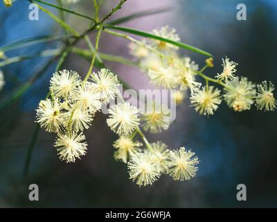 Blumen, flauschige Kugeln aus goldgelben Wattle Acacia Blüten, die im Sonnenlicht glühen, australischer Buschgarten an der Küste, rosa blauer verschwommener Hintergrund Stockfoto