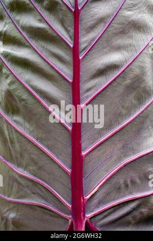 Abstrakte metallische Muster von Elephant Ear (Colocasia) Blatt - Asheville, North Carolina, USA Stockfoto