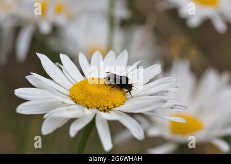 Nahaufnahme einer Biene auf einer Gänseblümchen-Blume. Stockfoto
