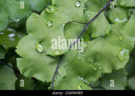 Adiantum capillus-veneris - südlicher Maidenhairfarn, aus der Nähe, mit Regentropfen. Stockfoto