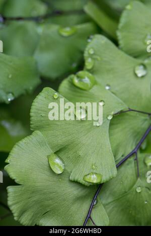 Adiantum capillus-veneris - südlicher Maidenhairfarn, aus der Nähe, mit Regentropfen. Stockfoto