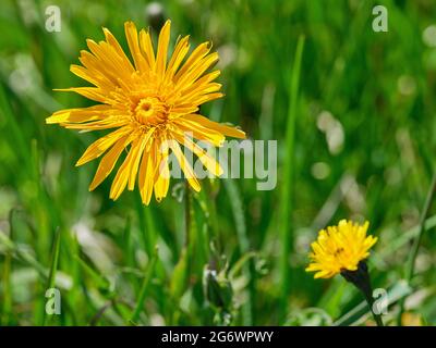 Gelbe Löwenzahnblüte blüht im grünen Gras mit weichem natürlichen Hintergrund und geringer Schärfentiefe. Stockfoto