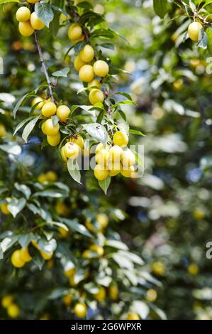 Kirschpflaumenfrüchte auf einem Baumzweig. Reife Früchte unter den grünen Blättern im Sommergarten in Sonnenstrahlen in der Natur Stockfoto