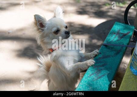 Ein junger beiger chihuahua Welpe, der mit seinen Vorderpfoten auf einer Bank steht. Haustiere. Kleine Rasse. Im Freien Stockfoto